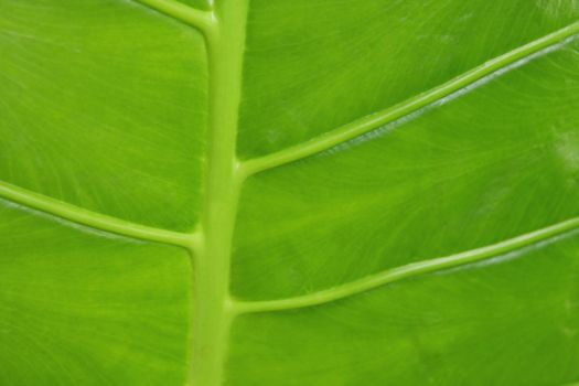 Tropical young green leaf close-up