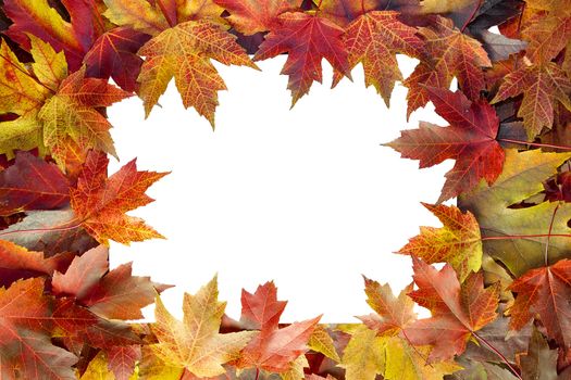 Colorful Autumn Maple Tree Fall Leaves Border with White Blank Center for Text