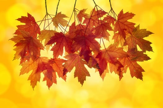 Red Maple Tree Leaves in Autumn with Orange Background and Blurred Bokeh Lights