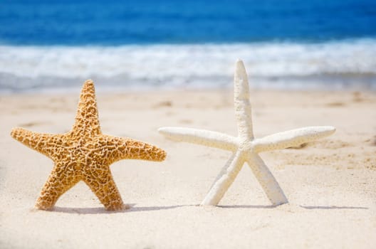 Couple of starfishes on the sandy beach by the ocean