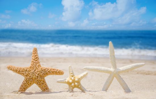 Three Starfishes on a sandy beach by the ocean