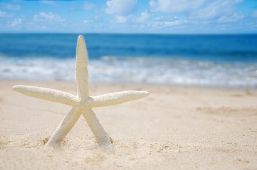 Starfish on a sandy beach by the ocean
