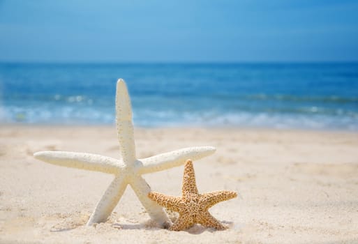 Two Starfishes on a sandy beach by the ocean