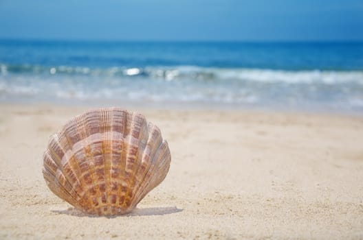 Beautiful seashell on a sandy beach by the ocean