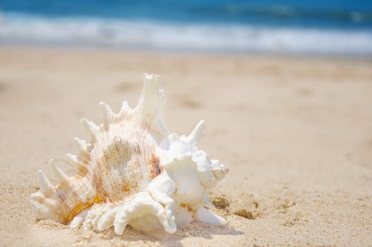 Beautiful seashell on a sandy beach by the ocean