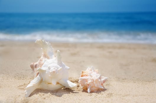 Two beautiful seashells on a sandy beach by the ocean