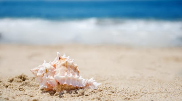 One beautiful seashell on a sandy beach by the ocean
