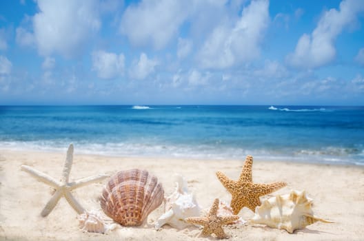 Few starfishes and seashells on the sandy beach by the ocean