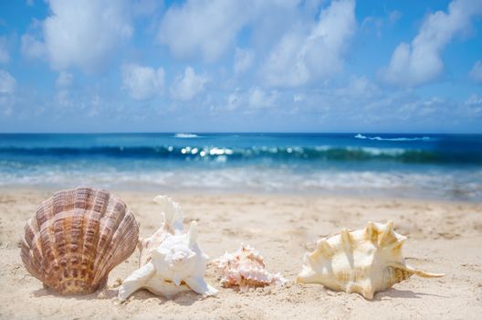 Few seashells on a sandy beach by the ocean