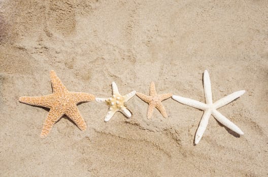 Four Starfishes on a sandy beach