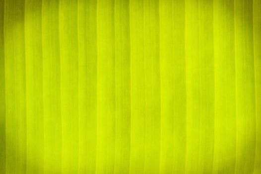 Abstract color banana leaves in background.