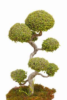 A bonsai tree in isolated on a white background.