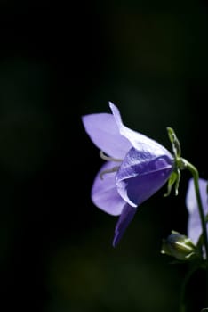 bellflower