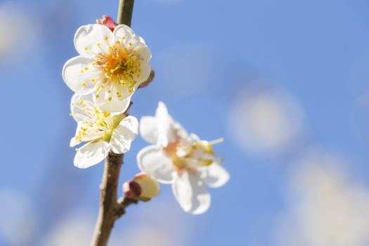 White plum blossom on a spring day