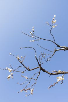 White plum blossom on a spring day