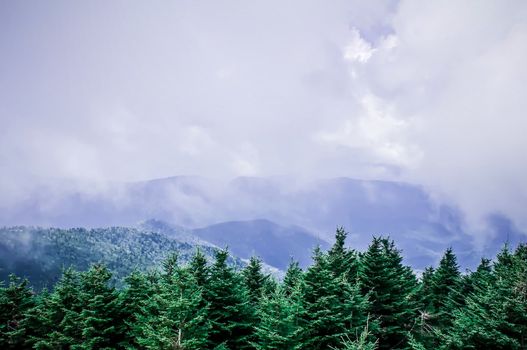 smoky mountains tree tops in dense fog.