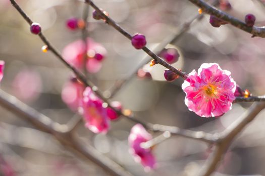 pink plum blossom on a spring day