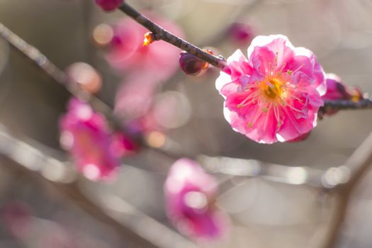 pink plum blossom on a spring day