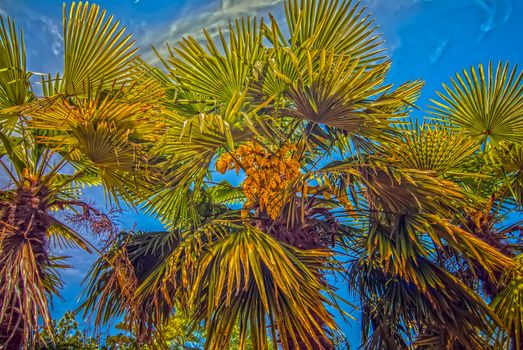 palm tree leaves and blossom flowers