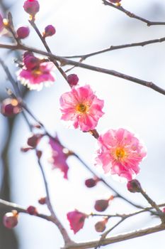 pink plum blossom on a spring day