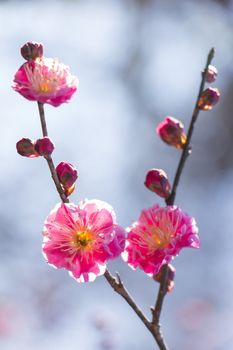 pink plum blossom on a spring day