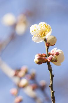 White plum blossom on a spring day