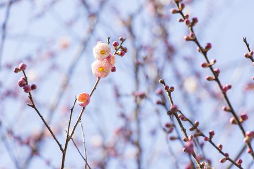 pink plum blossom on a spring day