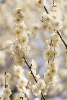 White plum blossom on a spring day