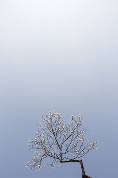 White plum blossom on a spring day