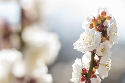 White plum blossom on a spring day