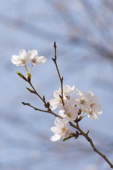 cherry blossom flowers on a spring day