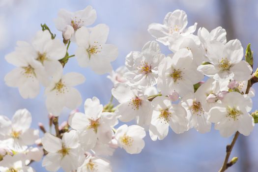 cherry blossom flowers on a spring day