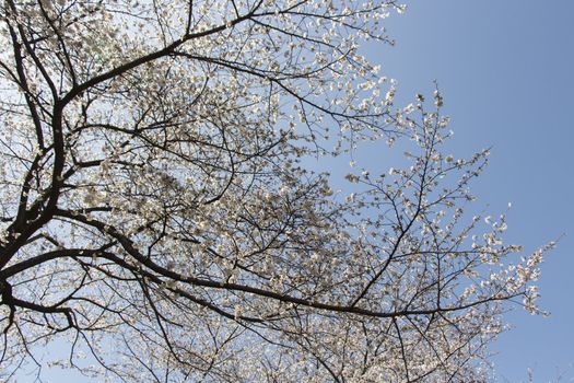 cherry blossom flowers on a spring day