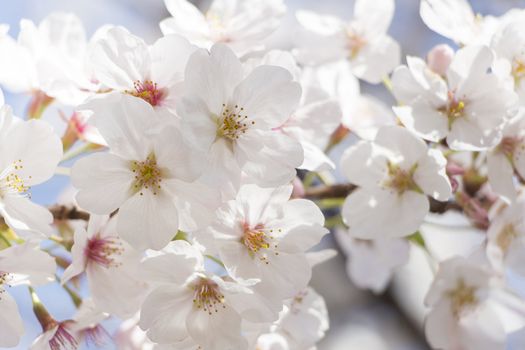 cherry blossom flowers on a spring day