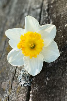 Beautiful Spring Yellow Daffodil closeup on Natural Weathered Wood background