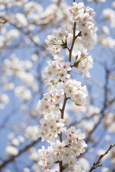 cherry blossom flowers on a spring day