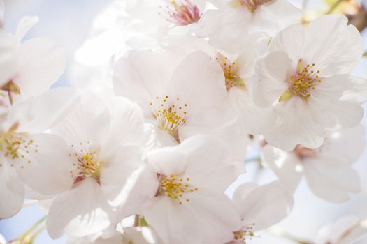 cherry blossom flowers on a spring day