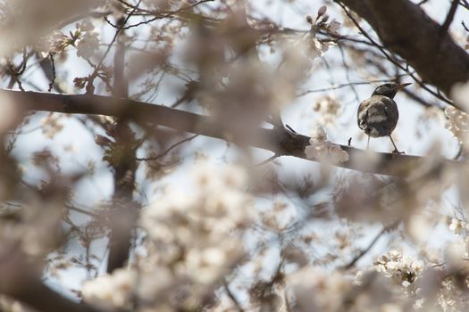bird and cherry blossom flowers on a spring day