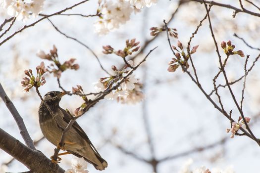 bird and cherry blossom flowers on a spring day