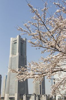 city and cherry blossom flowers on a spring day