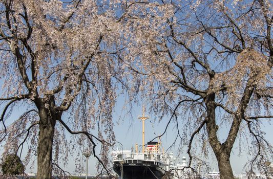 ship and cherry blossom flowers on a spring day