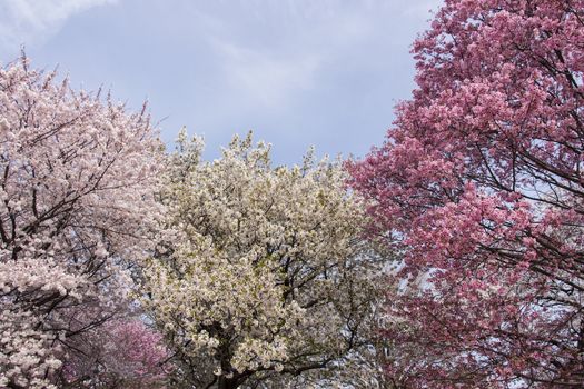 cherry blossom flowers on a spring day