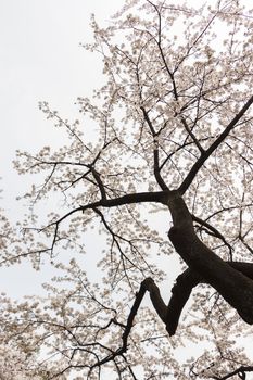 cherry blossom flowers on a spring day