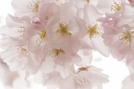 cherry blossom flowers on a spring day