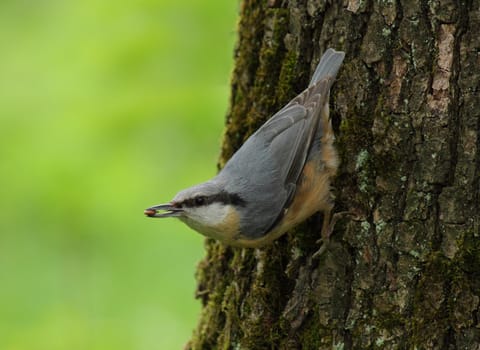 nuthatch sitting on trunk of tree