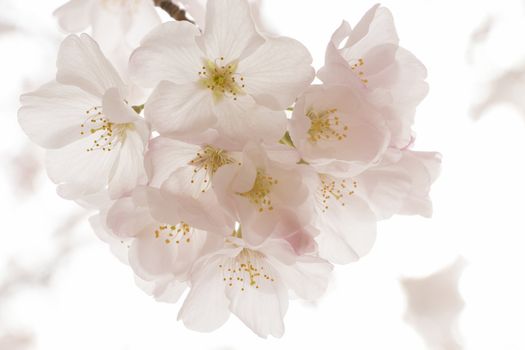 cherry blossom flowers on a spring day