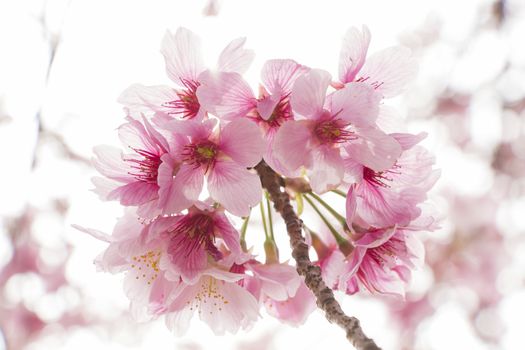 cherry blossom flowers on a spring day