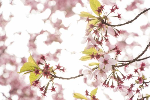 cherry blossom flowers on a spring day