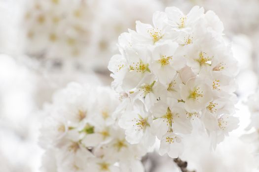 cherry blossom flowers on a spring day