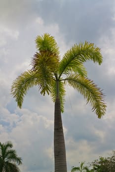 Tropical tree  on  background 